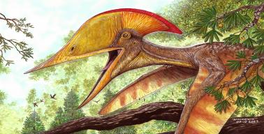 Drawing by Maurílio Oliveira shows a pterosaur with pointy and toothless jaws, with a large cranial crest facing backwards in yellow and red.