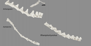 Imagem gerada em programa de computador, mostrando três pescoços articulados mostrando, acima e na esquerda, Anhanguera, abaixo dele Azhdarcho, e na direita Rhamphorhynchus