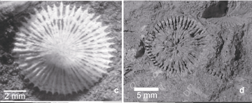 A imagem é uma figura do artigo. Consiste em duas fotos, em preto e branco, mostrando fósseis de corais em seção transversal. A foto da esquerda tem um fóssil branco sobre um sedimento escuro. A foto da direita mostra um fóssil menos preservado, que consiste mais no molde do coral. As seções transversais parecem um sol com muitos raios.