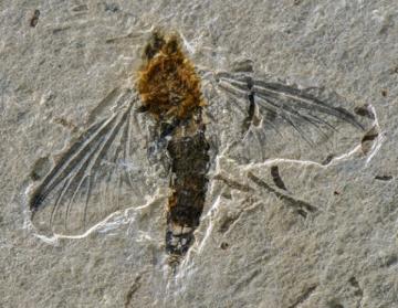 Photograph of a fossilized insect. Its body, which varies from reddish to dark brown, is gently curved to the left hand side. Its wings, especially the two anterior ones, are open and well visible. The insect lies in a slab of grey limestone.