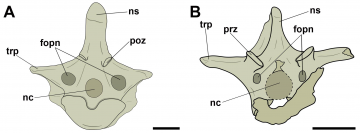 A imagem é uma das figuras do artigo. Consiste em um desenho esquemático de duas vértebras dorsais, uma ao lado da outra. Suas principais estruturas estão indicadas e são nomeadas por siglas.