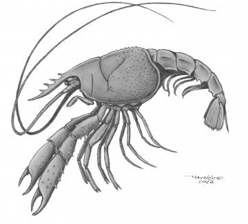 The image is a black and white drawing of how the animal would look like in life. It is a lobster, with a large cephalothorax, long antennae, and chelae. There are 3 pairs of pereopods, limbs used for walking, and other, smaller pleopods, used for swimming.